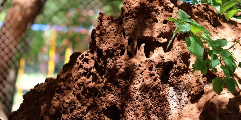 NCERT Solutions for Class 7 English Honeycomb Poem 8