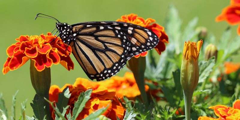 NCERT Solutions for Class 7 English Honeycomb Poem 8